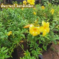 ราคา ต้นบานบุรี ดอกสีเหลือง ไม้พุ่มกึ่งเลื้อยนิยมปลูกเป็นไม้ดอกไม้ประดับ ปลูกประดับสวน (28406811372)