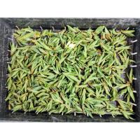 ราคา อากาเว่ปากนกแก้ว ต้นละ10บาทครับ (9251692200)