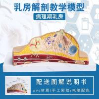 ราคา การจำลองกายวิภาคของเต้านมในสตรีที่ให้นมบุตรแบบจำลองดิจิทัลโครงสร้างของเต้านม (29320684577)