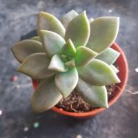 ราคา กุหลาบหิน succulent ไม้นำเข้า (879298400)