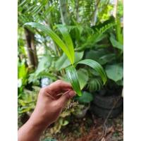 ราคา กล้า หมากเหลือง ขายเป็นชุด 10 ต้น (12126890644)