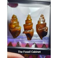 ราคา Agatized Fossil Gastropods (41573804889)