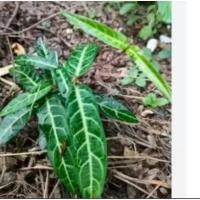 ราคา ต้นพญารากหอมหรืออบเชยสมุนไพรไทยในถุงเพาะชำ (29937491793)