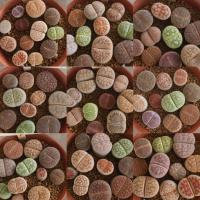 ราคา Lithops ไลทอป หินมีชีวิต (1-20) คละสายพันธ์ แบบต้นเดี่ยว ไม้เพาะเมล็ด ขนาดเล็ก จัดส่งทั้งกระถาง (26405933315)