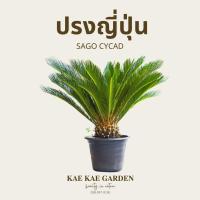 ราคา ต้นปรงญี่ปุ่นSago Cycadไซร์ใหญ่มากตามภาพตรงปกจ้าปรงญี่ปุ่น15นิ้วE00031 (22445997114)