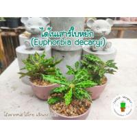 ราคา ไดโนเสาร์ใบหยัก (Euphorbia decaryi) ยูโฟเบียไดโนเสาร์ ใบหยัก (10714577947)