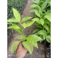 ราคา ต้นอังกาบหนูสุดยอดสมุนไพรขายเป็นชุด 10 ถุง 150 บาท (24535080398)