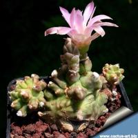 ราคา 2032. ขายต้น Gymnocalycium Mihanovichii Montrose Variegated ครับ (5734982542)