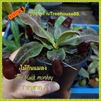 ราคา ต้นหม้อข้าวหม้อแกงลิง ไม้กินแมลง (6549597045)