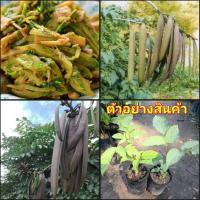 ราคา (2ต้น)(vาย ต้นพันธุ์) ต้น เพกาเตี้ย ต้นเพกาเตี้ย เพกา เตี้ย ต้นเพกา ลิ้นฟ้า ต้นลิ้นฟ้า หมากลิ้นฟ้า happy (14347744123)