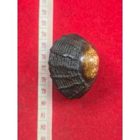 ราคา เบี้ยแก้ หลวงปู่บุญ วัดกลางบางแก้ว มีหอยโพล่ถักเชือก (28317728678)