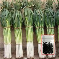 ราคา เมล็ดต้นหอมญี่ปุ่น 150เมล็ด เมล็ดพันธุ์ต้นหอมญี่ปุ่น (8578284816)