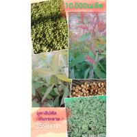 ราคา เมล็ดยูคาลิปตัสจำนวน10,000เมล็ดแถมกล้าขนาดเล็ก50ต้น259บาท (22359399881)