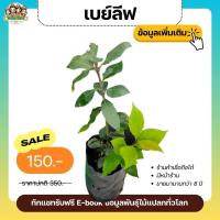 ราคา ต้นเบย์ลีฟ หรือ ใบกระวาน (Bay leaf) สมุนไพรฝรั่ง ใช้ปรุงอาหาร แต่งกลิ่นอาหาร ให้กลิ่นคล้ายออริกาโน่ (22940829457)