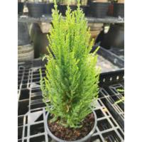 ราคา [พร้อมส่ง] ต้นสนเลม่อน สนมะนาว สนไซเปรส กระถาง 3 นิ้ว สูง 30-40 cm รากแน่นๆ พร้อมลงกระถางสวยงาม มีกลิ่นหอม ไล่แมลง (25941102604)