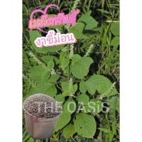 ราคา เมล็ดพันธุ์งาขี้ม่อนสำหรับปลูก (40กรัม) (42921111981)