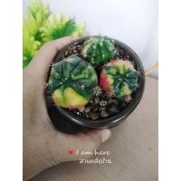 ราคา แดมชิไอด่างชมพู,ยิมโนด่่าง (12975096940)