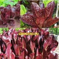 ราคา เมล็ดพันธุ์ ผักคอสแดง (Red Cos Lettuce) 100 เมล็ด ปลูกง่าย ปลูกได้ทั่วไทย (7457506691)
