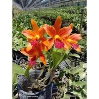 ราคา กล้วยไม้แคทลียา แคทลียาเนตรศิริ สตาร์ไบท์ กระถาง3"ครึ่ง ไม่ติดดอก แต่ไม้เป็นไซต์ให้ดอกได้แล้วค่ะ (7160306473)