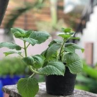 ราคา ต้นหูเสือ(ใบเขียว) หอมด่วนหูเสือ หอมด่วนหลวง เนียมหูเสือ (2536060121)