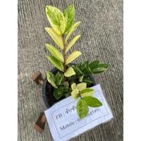 ราคา ต้นกวักมรกตด่าง ต้นที่ส่ง คือ ต้นในรูป (27900352263)