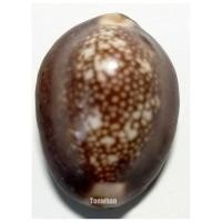 ราคา เบี้ยแก้อาถรรพณ์ หลวงพ่อซำ วัดตลาดใหม่ อ่างทอง 2550 / เบี้ยแก้ / เบี้ยแก้ลพ.ซำ / เบี้ยแก้หลวงพ่อซำ / เบี้ยแก่อาถรรพณ์ (4353738562)