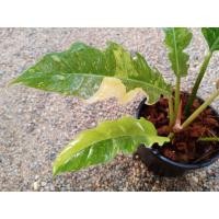 ราคา Philodendron Ring of Fire ฟิโลเดนดรอนใบเลื่อยด่าง (9595821117)