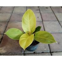 ราคา ฟิโลมูนไลท์ กุมารทองเรียกทรัพย์ ฟิโลเดนดรอนมูนไลท์ philodendron moonlight (14357576937)