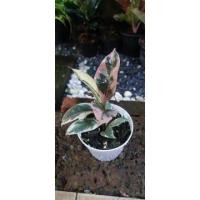 ราคา ยางอินเดียด่าง ยาอินเดีย ไม้ฟอกอากาศ ไม้ประดับ (13935445385)