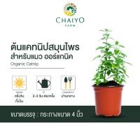 ราคา ต้นแคทนิป สมุนไพรสำหรับแมว ออร์แกนิค Organic Catnip กระถาง 4 นิ้ว และ 6 นิ้ว (15959075969)