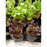 ราคา ต้นพันธุ์ ผักสลัดเรดโอ๊ค Red Oak Lettuce พร้อมปลูกถุงดำ 29 บาท เรดโอ๊ค ผักเรดโอ๊ค (Red Oak Lettuce) ผักสลัด (28780483563)
