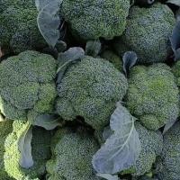 ราคา BROCCOLI SEEDS งอกสูง บร็อคโคลี ประมาณ 150 เมล็ด เมล็ดบร็อคโคลี่เมล็ดผักออร์แกนิก งอกสูง (54451622865)