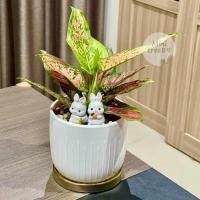 ราคา ต้นอัญมณีแดง เเละอัญมณี 3สี ไม้มงคล เสริมทรัพย์ ในกระถาง 3.88นิ้ว+ถาดรองไม้ เเละเม็ดดินเผา และตุ๊กตาตกเเต่ง minitree89 (18240711626)