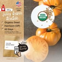 ราคา เมล็ดผักนำเข้า มะเขือเทศ ลูกใหญ่ Yellow Brandywine (Organic Seed) Beefsteak Tomato บีฟสเต็ก Heirloom (18293035576)