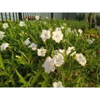 ราคา ต้นต้อยติ่งฝรั่ง หรือเทพประทานพร ชุด20กิ่ง 100บาท (19910933925)