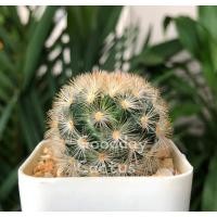 ราคา แมมคามิเน่ ปลายหนามส้ม (12113360939)