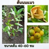 ราคา ต้นนมแมว นมแมว ดอกหอม (40870399860)
