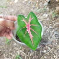 ราคา บอนสี ไก่สุดสงวน ไม้ผ่าหัว (12847711755)