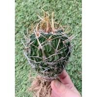 ราคา พร้อมส่งคลื่นสมองหนามยาวแคคตัสหายาก น่าสะสม ไม้เมล็ด ขนาด 7 cm. (22510406914)
