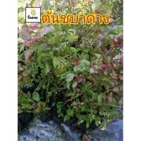 ราคา ต้นชบาด่าง​ ชบา​ด่าง​ หรือ​ชบา​ใบด่าง​ ชบา​ (12517959680)
