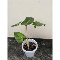 ราคา เสน่ห์จันทร์ขาว ต้นสวย พร้อมส่งค่ะ (12847800337)