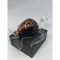 ราคา เต่าแก้วเป่า ติดเปลือกหอยเบี้ยแก้เบี้ยครู ตัวใหญ่ ขนาดวัดยาวหัวถึงหางเต่า 11-12 เซนติเมตร (6273803945)