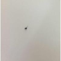 ราคา น็อตล็อคเมนบอร์ด สีดำ 1ตัว Samsung Galaxy A12 / น็อตล็อคบอร์ด Samsung A12 (41455958903)