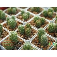 ราคา แคคตัส กระบองเพชร ไม้เล็ก (288259945)