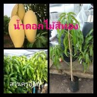ราคา พันธุ์มะม่วงน้ำดอกไม้สีทอง กิ่งทาบ 90ซม. (4294422870)