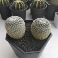 ราคา แมมนกฮูก Mammillaria Microthele (7935940096)