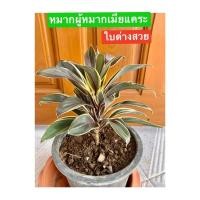 ราคา ต้นหมากแคระ(หมากผู้หมากเมียต้นแคระ)สีสวยใบลายช็อคโกแลต (7890225902)