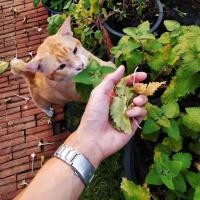 ราคา Catnip Seeds (Nepeta Cataria) from USA เมล็ดแคทนิปของแท้ สมุนไพรสำหรับแมว (29759980558)