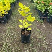 ราคา ทองนพเก้า ต้นทองนพเก้า ชะแมบทอง Horse Bush ไม้ประดับ ใบสีสวยอร่าม (รับประกัน ส่งใหม่ฟรี หากสินค้าเเสียหาย!!) (26552703173)