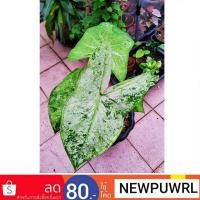 ราคา บอนสี นางวารี (กบในเครื่งปั่นไทย) ตับพระอภัยมณี ส่งทั้งกระถาง บอนสีเก่าน่าสะสมกระถาง4นิ้ว (15646061327)